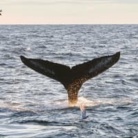 From Reykjavik: Midnight Sun Whale Watching Tour — gallery 2