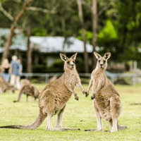 Full-Day Guided Tour of Grampians National Park with Hotel Transfers — gallery 3