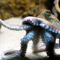 Tickets to Vasco da Gama Aquarium in Lisbon — gallery 4