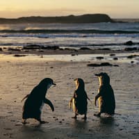 Koala Conservation Reserve Tickets & Optional Entry to Phillip Island Nature Parks — gallery 2