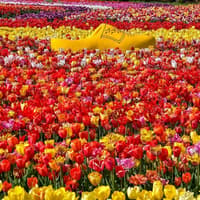 The Tulip Barn: Entry Ticket — gallery 2