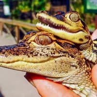 Miami: Private Everglades Airboat Tour [Group Pricing] — gallery 3