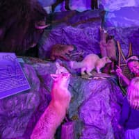 The Buckhorn Saloon & Museum: Entry Ticket — gallery 2