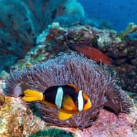 From Phuket: Phi Phi Island & Maya Bay Tour by Catamaran with Lunch & Hotel Transfers — gallery 3