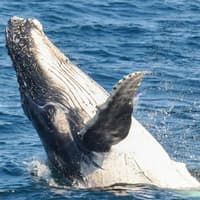 Whale Watching Cruise with Beverages & Snacks tickets, Gold Coast, photo 3