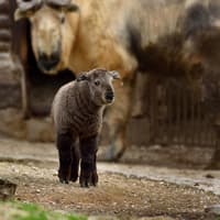 Ménagerie, Zoo of the Jardin des Plantes: Skip The Line — gallery 1