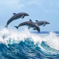 2 Hour Guided Dolphin Watching and Cave Cruise in Algarve — gallery 1