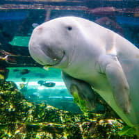 Shark Dive Xtreme Tickets at SEA LIFE Sydney Aquarium — gallery 1