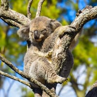 Great Ocean Road & 12 Apostles Reverse Tour — gallery 1