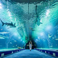 Combo: Oceanogràfic + Hemisfèric Tickets — gallery 3