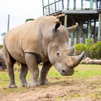 સિડની જૂની ટિકિટો, Sydney Zoo, Sydney