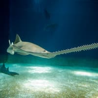Akvárium v Janově: Rezervovaný vstup, Aquarium of Genoa, Janov
