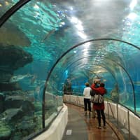 Hurghada Grand Aquarium: Entry Ticket + Roundtrip Transport — gallery 4