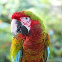 Bloedel Conservatory: Entry Ticket — gallery 1