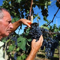 Chianti Region Guided Tour with Local Tastings and Vineyards — gallery 3