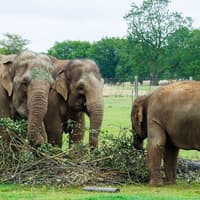 Whipsnade Zoo Entrance Tickets — gallery 2