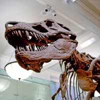 Melbourne Musuem Tickets — gallery 2