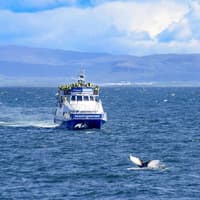 Reykjavik: Whale Watching Boat Tour — gallery 1
