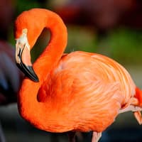 Zoo Miami Tickets — gallery 5