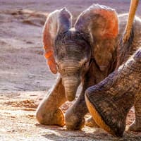 Bioparc Valencia Tickets — gallery 5