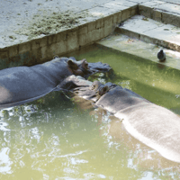 Tickets to Barcelona Zoo — gallery 5