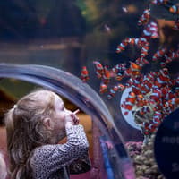 SEA LIFE Birmingham: Entry Ticket, SEA LIFE Birmingham, Birmingham