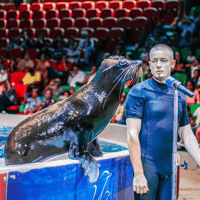 Dubai Dolphinarium: Dolphin and Seal Show — gallery 3