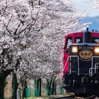 Billete del Tren Romántico de Sagano: de Saga hacia/desde Kameoka, Kioto