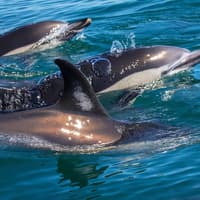 Tour delle Grotte e dei Delfini con X Ride, Albufeira