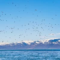 Husavik: Whale Watching and Puffin Tour on RIB speedboat — gallery 4