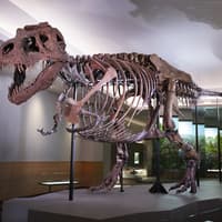 The Field Museum of Natural History: Entry Ticket — gallery 1