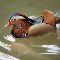 Kuala Lumpur Bird Park Tickets — gallery 5