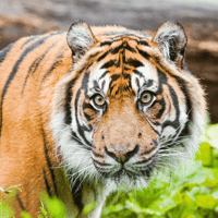 London Zoo Entrance Tickets — gallery 1