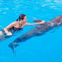 Dolphinarium Pattaya - Swim with Dolphins Experience — gallery 3
