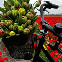 Amsterdam: Small Group Tulip Fields Bike Tour — gallery 3