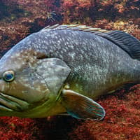 Barcelona Aquarium Skip-the-Line Tickets — gallery 4