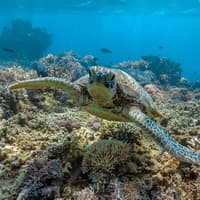 Frankland Islands Reef: Guided Day Cruise from Cairns + Snorkeling + Lunch — gallery 1