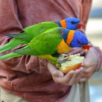 Featherdale Wildlife Park Tickets — gallery 4