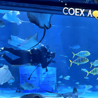 SEA LIFE COEX, Seoul Aquarium Tickets — gallery 4
