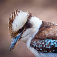 Blue Mountains Off the Beaten Path Guided Bushwalks, Secret Lookouts & BBQ Lunch — gallery 3