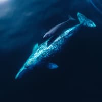 Los Angeles: Luxury Whale Watching Tour — gallery 3