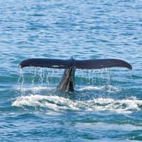 Jervis Bay Wild Whale Watching Cruise — gallery 1