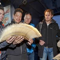 From Reykjavik: Midnight Sun Whale Watching Tour — gallery 4