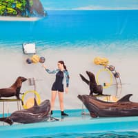 Phuket Dolphin Show Tickets: Foreigners — gallery 3