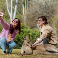 પોર્ટ સ્ટીફન્સ કોલ્લા સંરક્ષણ ટિકિટો, Lone Pine Koala Sanctuary, Brisbane