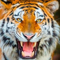 Fast Track Access to Terra Natura Benidorm — gallery 3