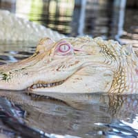 Gatorland Tickets with Screamin’ Gator Zip Line Access — gallery 5