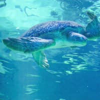 Audubon Aquarium & Insectarium: Combo Entry Ticket — gallery 2