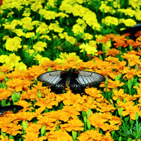 Dubai Butterfly Garden Skip-the-Line Tickets — gallery 4
