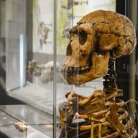 Natural History Museum Vienna Entry Tickets — gallery 3